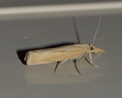 Pediasia dorsipunctellus