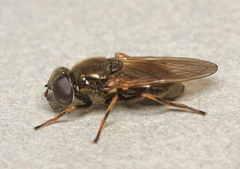 Cheilosia vernalis