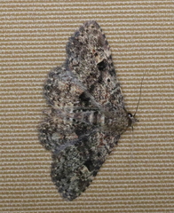 Metalectra quadrisignata