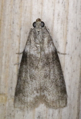 Meroptera pravella