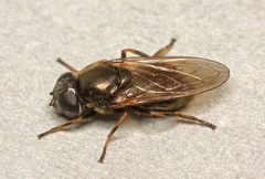 Cheilosia vernalis