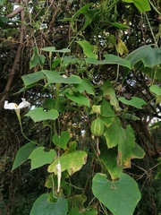 Polyclathra cucumerina