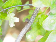 Disholcaspis quercusglobulus