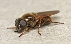 Cheilosia vernalis