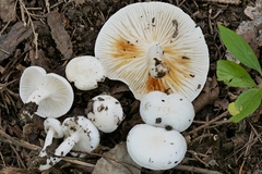 Hygrophorus occidentalis