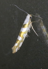 Argyresthia calliphanes