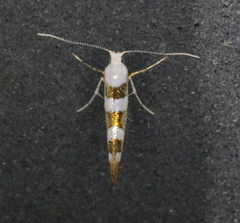 Argyresthia calliphanes