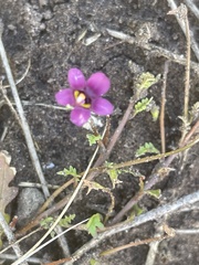 Diascia elongata