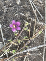 Diascia elongata