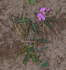 Desmodium scorpiurus
