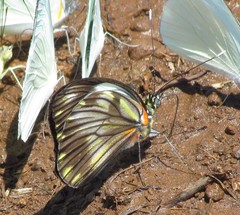 Pieriballia viardi