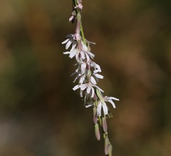 Nabalus autumnalis