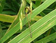 Ceriagrion auranticum
