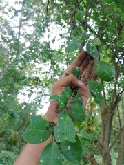 Achatocarpus oaxacanus