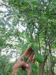 Achatocarpus oaxacanus