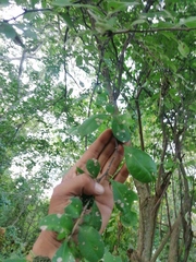 Achatocarpus oaxacanus