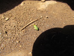 Chlorolochmaea paralella