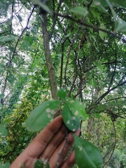 Achatocarpus oaxacanus