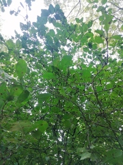 Achatocarpus oaxacanus