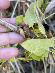 Neolasioptera convolvuli