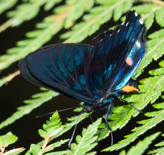 Ancyluris inca