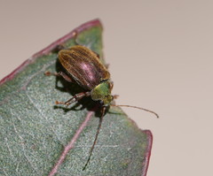 Edusella perplexa