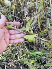 Neolasioptera convolvuli