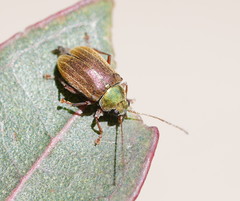 Edusella perplexa