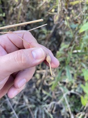 Neolasioptera convolvuli