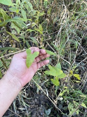 Neolasioptera convolvuli