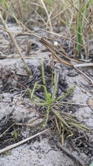 Drosera finlaysoniana