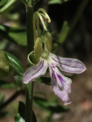 Teucrium bicolor