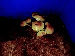 Pholiota nameko