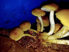 Pholiota nameko