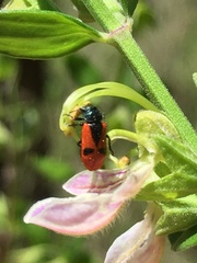 Arthrobrachus nigromaculatus