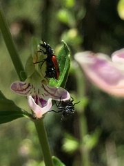 Arthrobrachus nigromaculatus