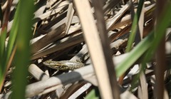 Stenocercus modestus