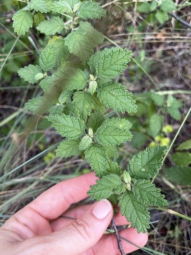 Varronia bullata image