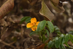 Senna stipulacea anglorum