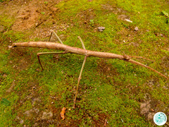 Cladomorphus phyllinus