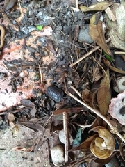 Armadillidium depressum