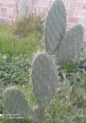 Opuntia lasiacantha
