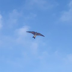 Tachycineta albilinea