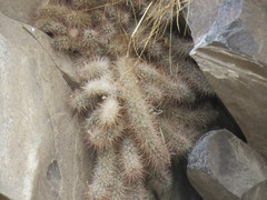 Austrocactus