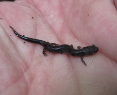 Plethodon electromorphus