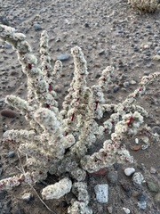 Halogeton