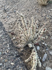 Halogeton