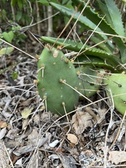 Opuntia abjecta
