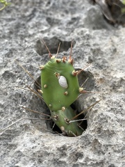 Opuntia abjecta