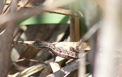 Stenocercus modestus